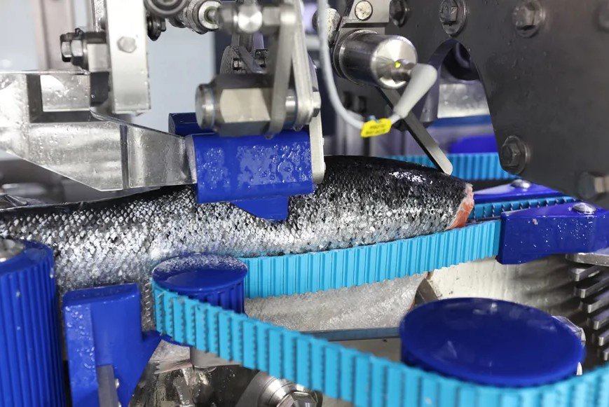 Golden State Seafood transforms salmon processing efficiency with Marel's MS 2750